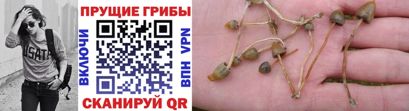 Псилоцибиновые грибы Psilocybe  Красный Холм 